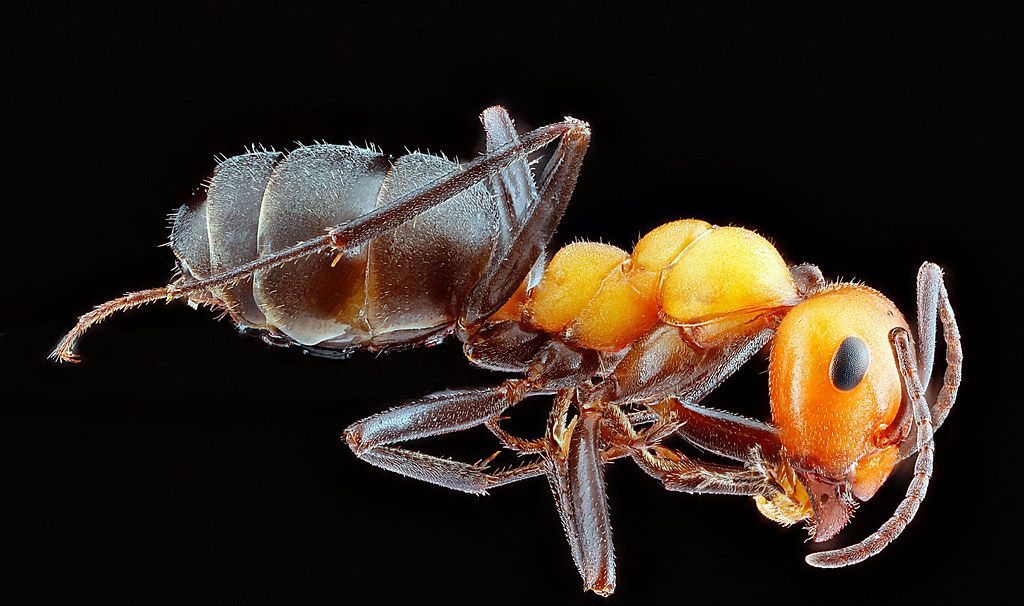 Ant Control service in Catalina Foothills, AZ