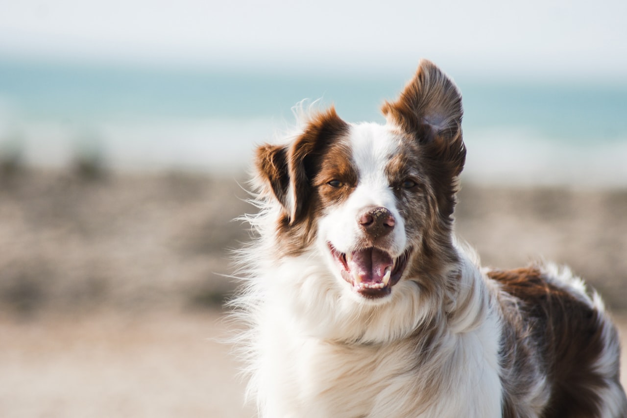 Flea & Tick Control service in Catalina Foothills, AZ