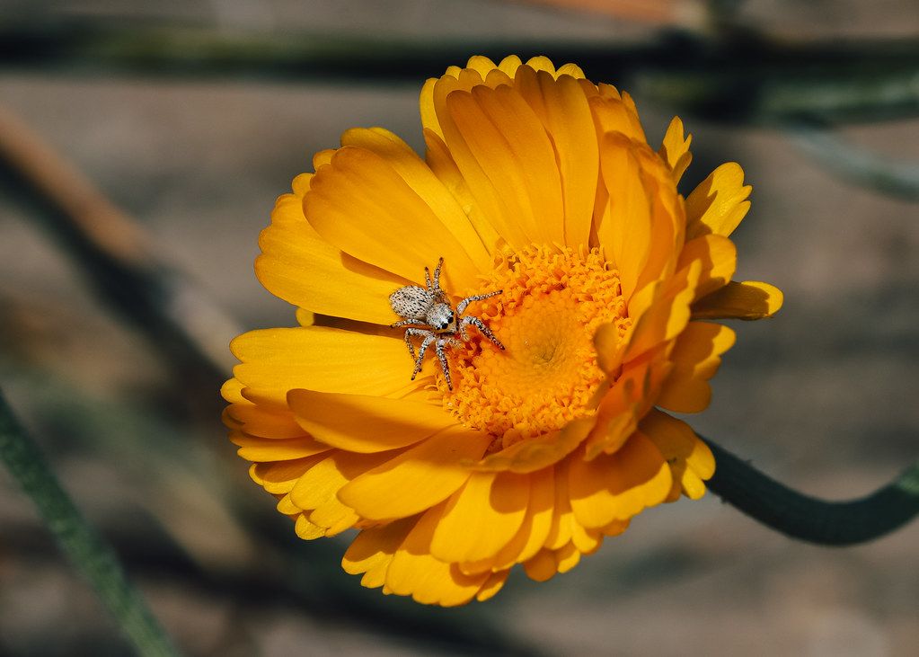 Spider Control service in Catalina Foothills, AZ
